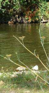 Aguas da ribeira da Sertã no pego do mouro