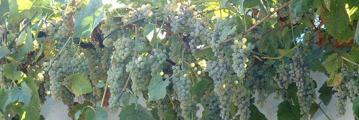 la vigne de raisins blancs